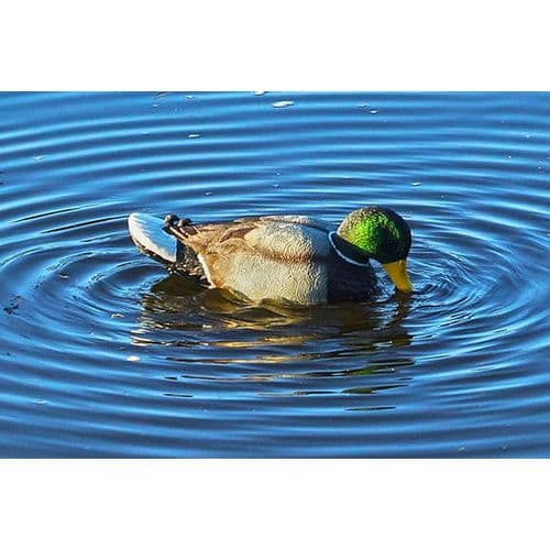Mojo HW2443 Rippler Decoy Mallard Decoy Mojo HW2443 Rippler Decoy Mallard Decoy