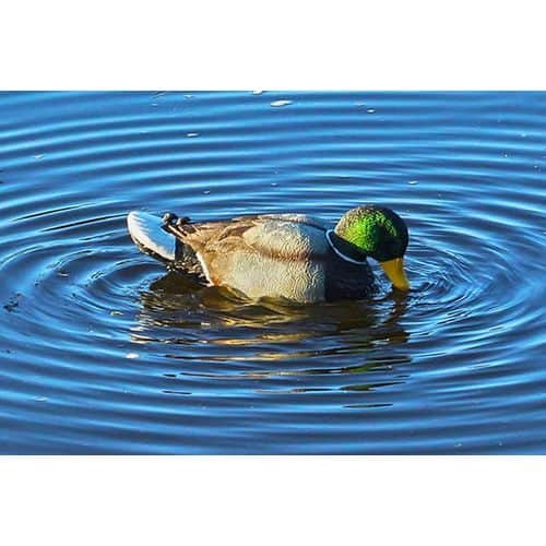 Mojo HW2443 Rippler Decoy Mallard Decoy Mojo HW2443 Rippler Decoy Mallard Decoy