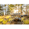 Browning X-Bolt 2 Speed 28 Nosler Rifle with 26" Smoked Bronze Cerakote Fluted Sporter SR Barrel, Outdoor View Browning X-Bolt 2 Speed 28 Nosler Rifle with 26" Smoked Bronze Cerakote Fluted Sporter SR Barrel, Outdoor View