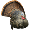 Avian X LCD Strutter Turkey Species, Side View Avian X LCD Strutter Turkey Species, Side View