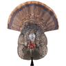 Avian X LCD Strutter Turkey Species, Front View Avian X LCD Strutter Turkey Species, Front View