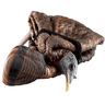 Avian X LCD Feeder Hen Turkey Species, Foldable View Avian X LCD Feeder Hen Turkey Species, Foldable View