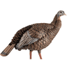 Avian X HDR Hen Turkey Species, Side View Avian X HDR Hen Turkey Species, Side View