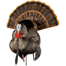 Avian X HDR Strutter Turkey Species, Front View Avian X HDR Strutter Turkey Species, Front View