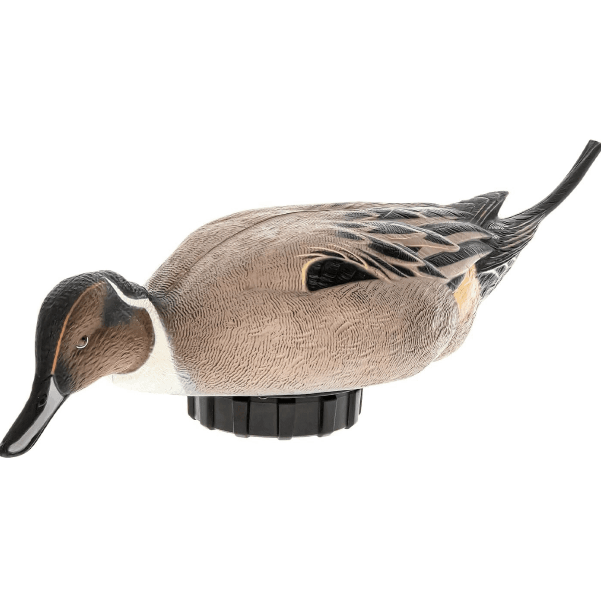 Avian X Pintail Species Multi-Color - AVXPSHPNSF Avian X Pintail Species Multi-Color - AVXPSHPNSF