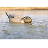 Avian X Pintail Species Multi-Color, Outdoor View Avian X Pintail Species Multi-Color, Outdoor View