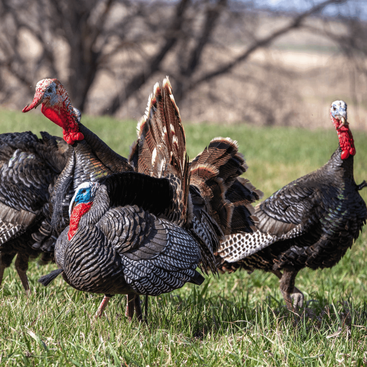 Higdon Outdoors Hard Body Apex Strutter Decoy, Flocked Back XHD Hyper Feathering & Iridescence Apex Stake System For Movement In The Wind Includes Magnetic Ring Fan-Lock Attachment - 63148 Higdon Outdoors Hard Body Apex Strutter Decoy, Flocked Back XHD Hyper Feathering & Iridescence Apex Stake System For Movement In The Wind Includes Magnetic Ring Fan-Lock Attachment - 63148