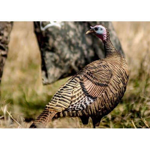 Deception Decoy's Boss Hen Turkey Decoy Deception Decoy's Boss Hen Turkey Decoy