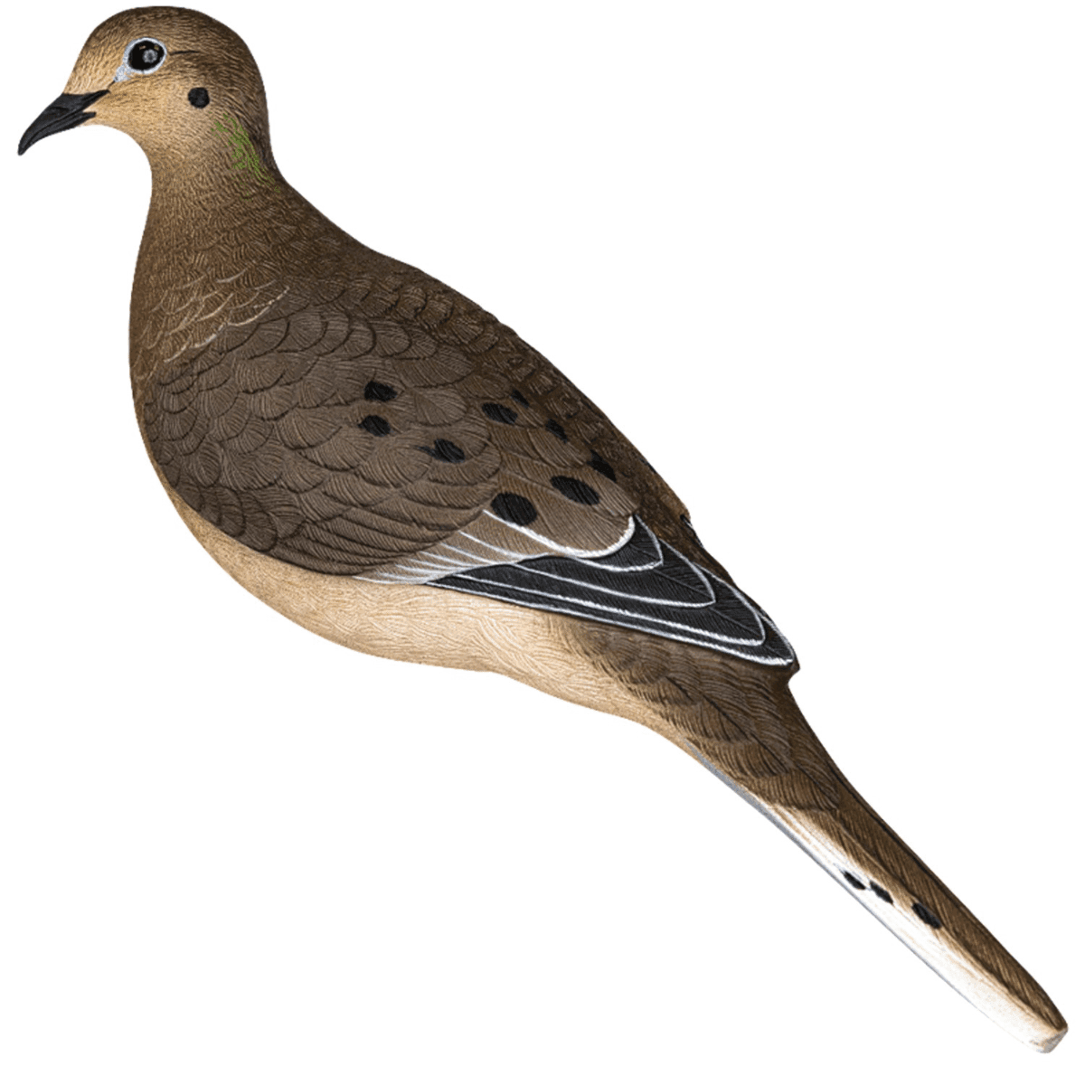 Avian X Full Body Dove Decoy, 12" Length Multi-Color 6 Pack - AVX-DOVE-6PK Avian X Full Body Dove Decoy, 12" Length Multi-Color 6 Pack - AVX-DOVE-6PK